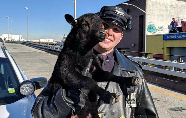 Officer Dominik Gatto and sheep 