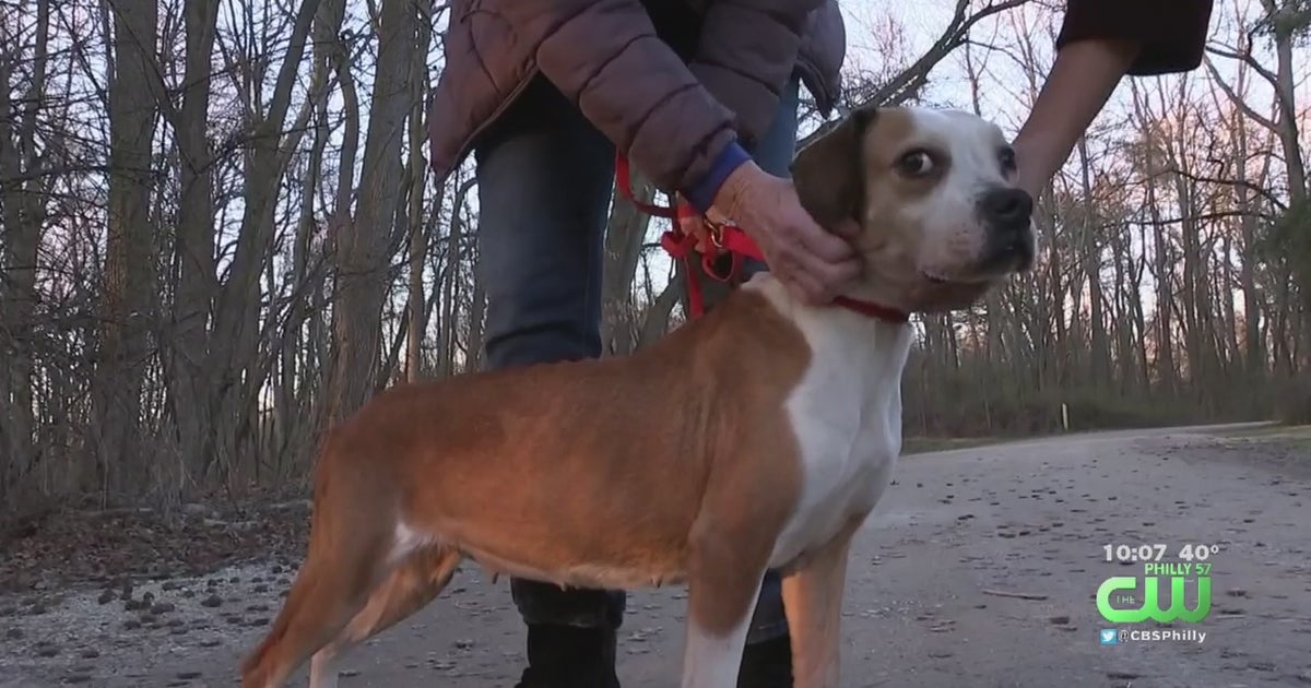 Woman Charged With Animal Cruelty After Emaciated Dog Found Eating ...