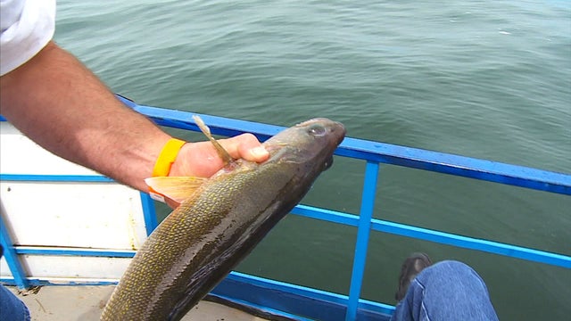 walleye.jpg 