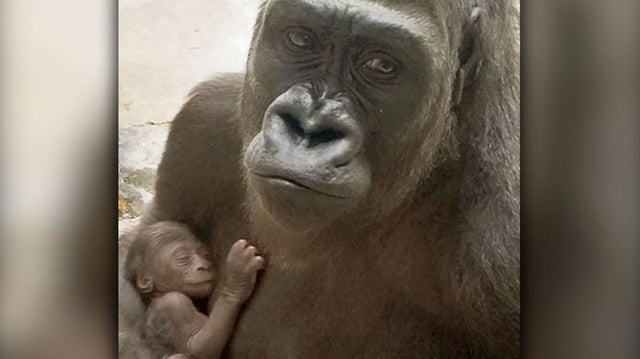 Dallas zoo baby gorilla 