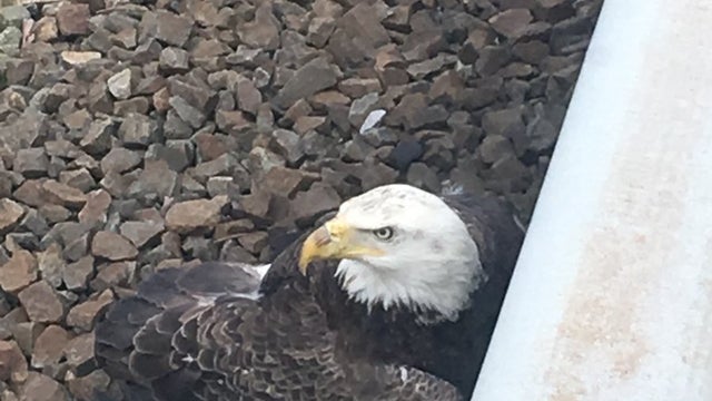 eagle.jpg 