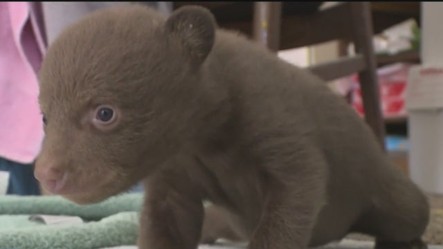 baby-bear.jpg 