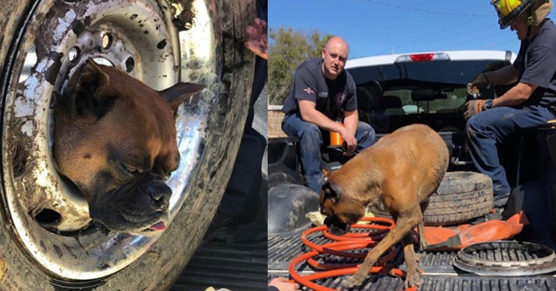 Firefighters Rescue Dog After Head Got Stuck In Wheel Rim - Good Day ...