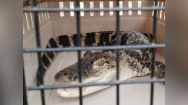 cleveland-pd-alligator-raid.jpg 