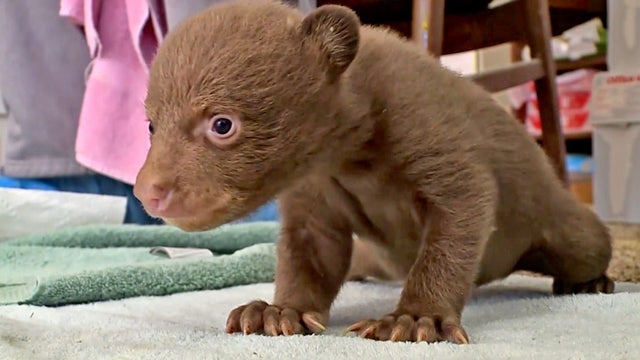 bearcub.jpg 