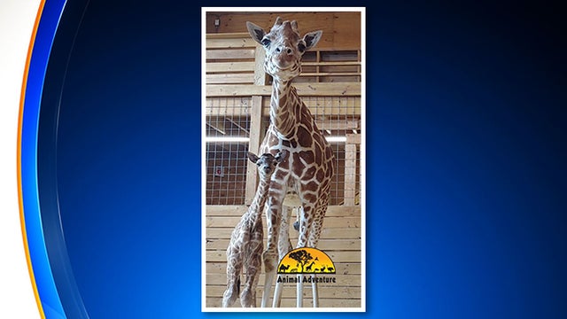 april-the-giraffe-fifth-calf.jpg 