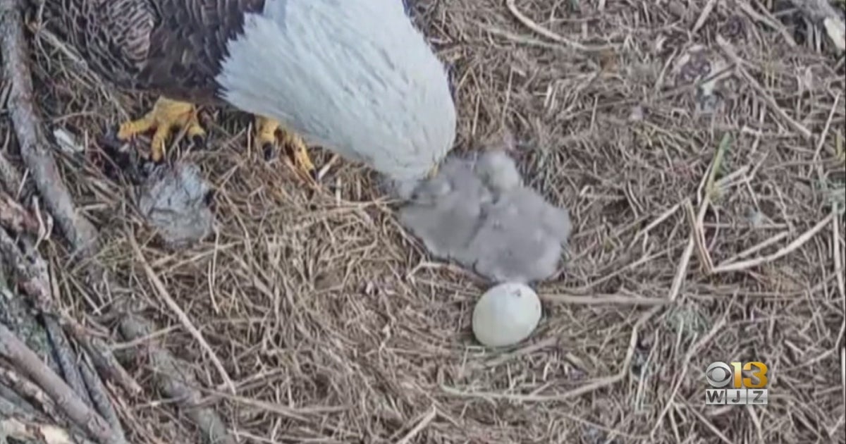 Port Tobacco River Park Gaining Worldwide Attention With 'Bald Eagle