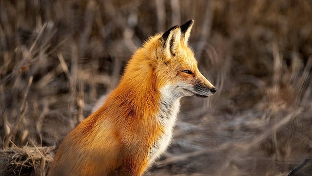 duxbury-fox-1.jpg 