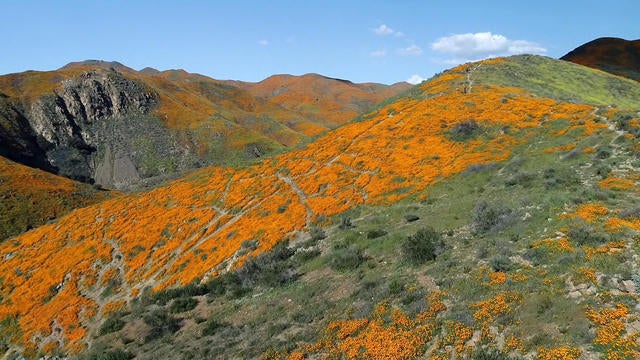 0319-en-superbloom-yuccas-1808163-640x360.jpg 