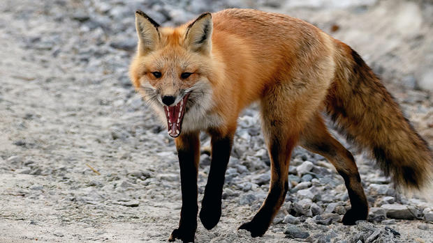 duxbury fox 5 