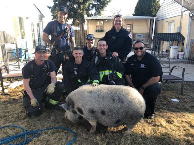 Aurora Pig Rescue 