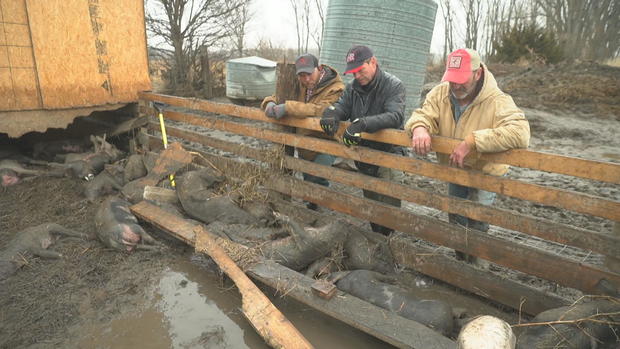 alberts-farm-dead-hogs-midwest-flooding.jpg 