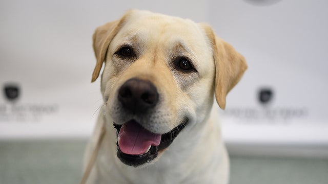 labrador-retriever.jpg 