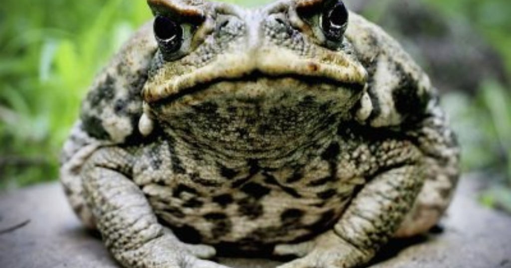 Invasion Of Tiny Poisonous Toads Pose Danger To Children, Pets - CBS ...