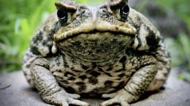 toad-1.jpg 