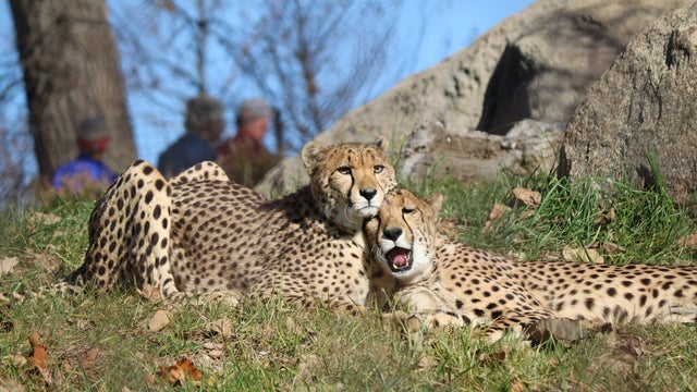 cheetahs.jpg 