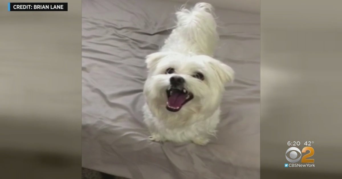 Lucky The Dog Survives Adventure On Long Island Expressway Thanks To Good Samaritans CBS New York