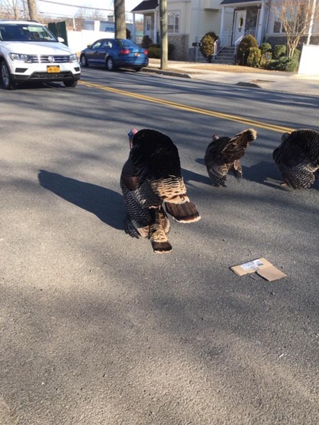 Staten Island Turkeys 