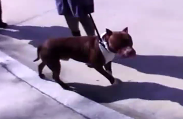 Dak Prescott's dog, Icon 