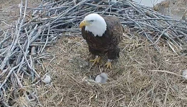 eaglet hatches xcel platteville 