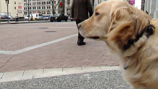 pittsburgh-canine-ambassador-river.jpg 