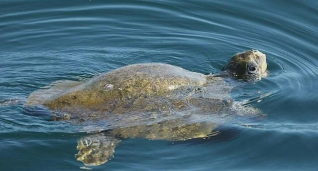 olive ridley turtle 