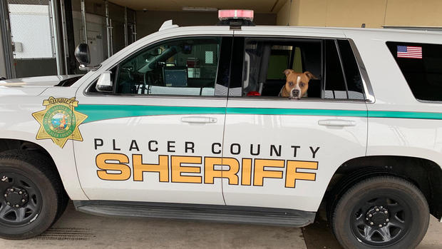 placer sheriff dog rescue 