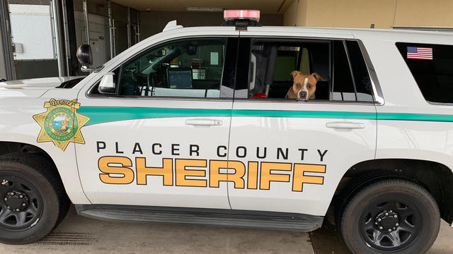 placer-sheriff-dog-rescue.jpg 