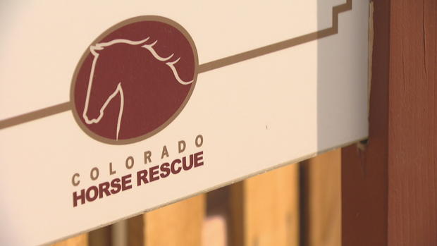 KINDNESS PROJECT HORSE RESCUE_frame_2176 