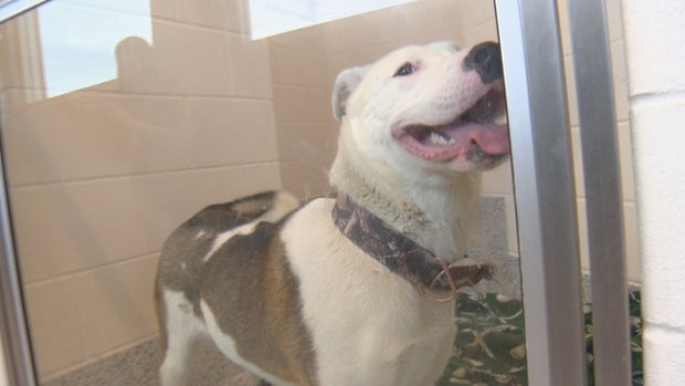 PUEBLO SHELTER SHUTDOWN 10PKG_frame_1814