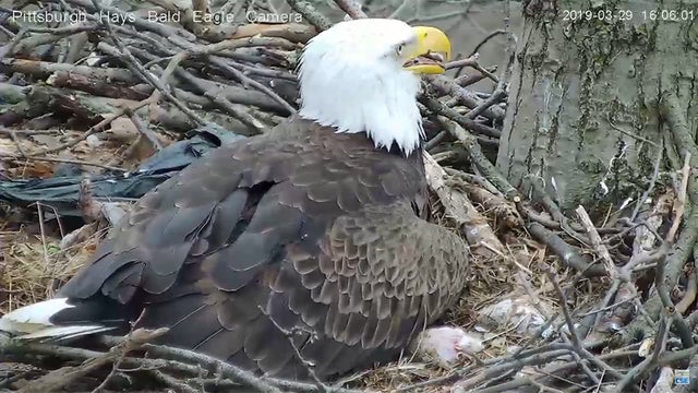 plastic-bag-hays-bald-eagles.jpg 