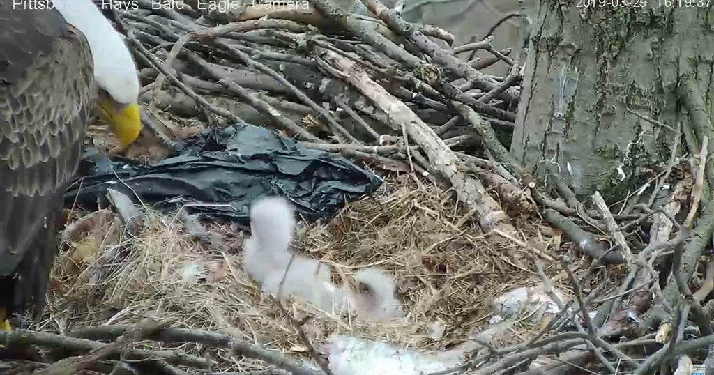 Audubon Society 'Monitoring' Plastic Bag In Hays Bald Eagles' Nest