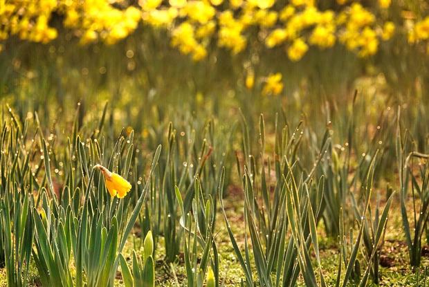 Daffodil Hill Opening 