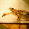 The fascinating world of biomimicry