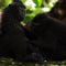 Nature: Macaques