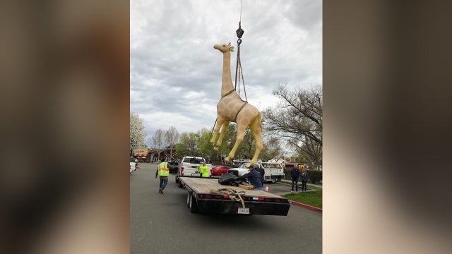 vacaville-giraffe-airlift.jpg 