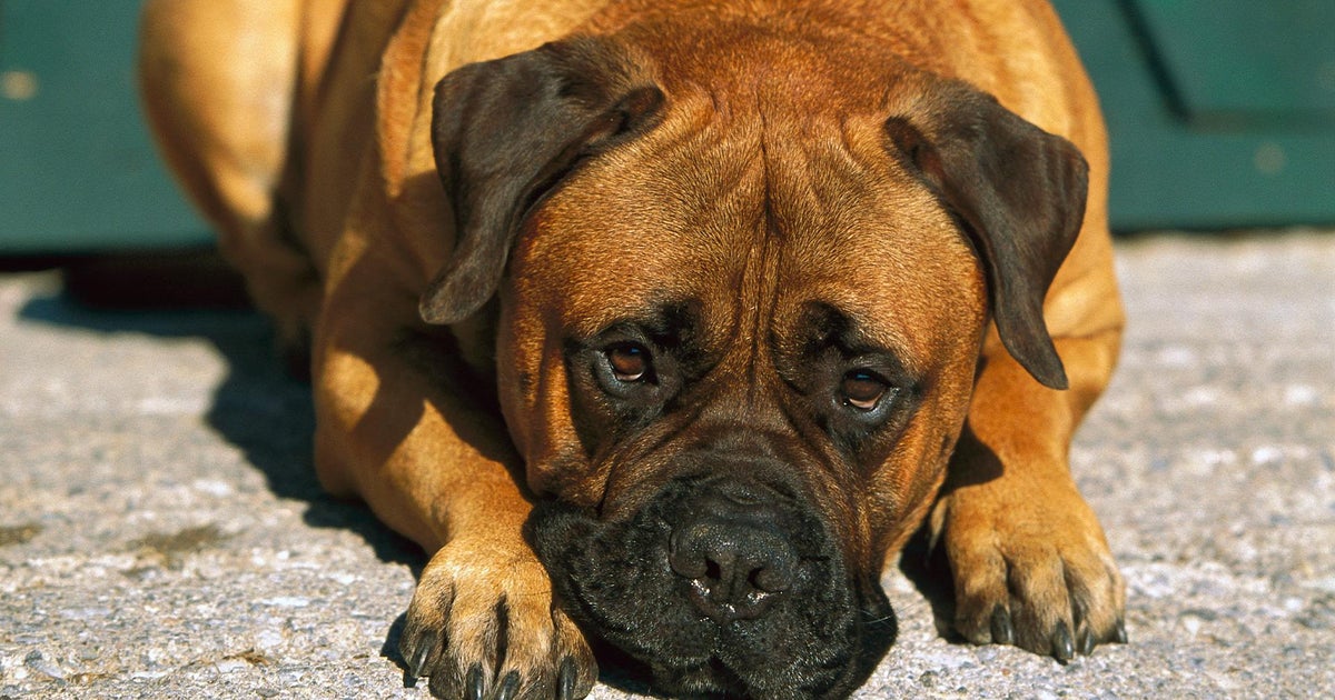 Pets can experience depression as kids head back to school, experts say 