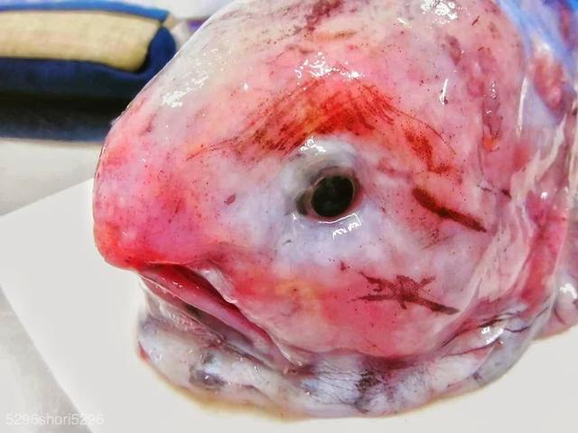 Pokemon Blob Fish 74
