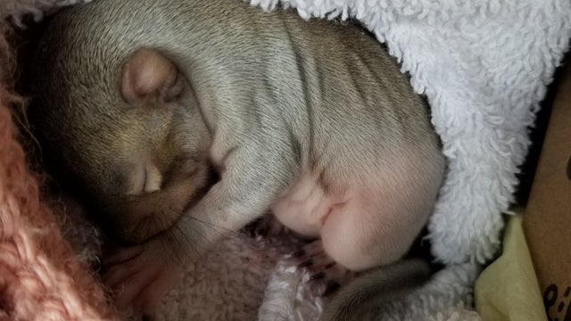 baby-squirel.jpg 