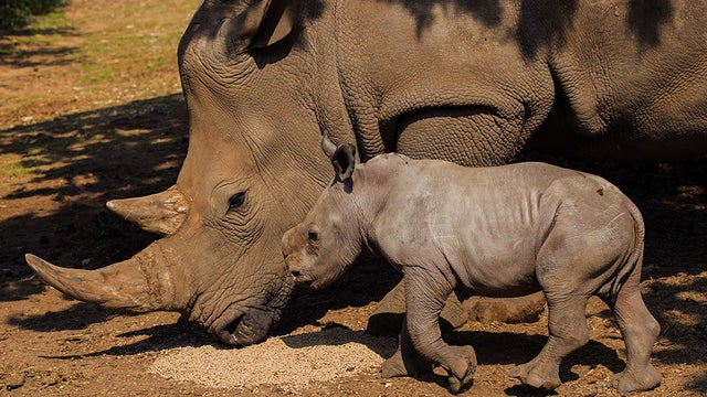rhino-.jpg 