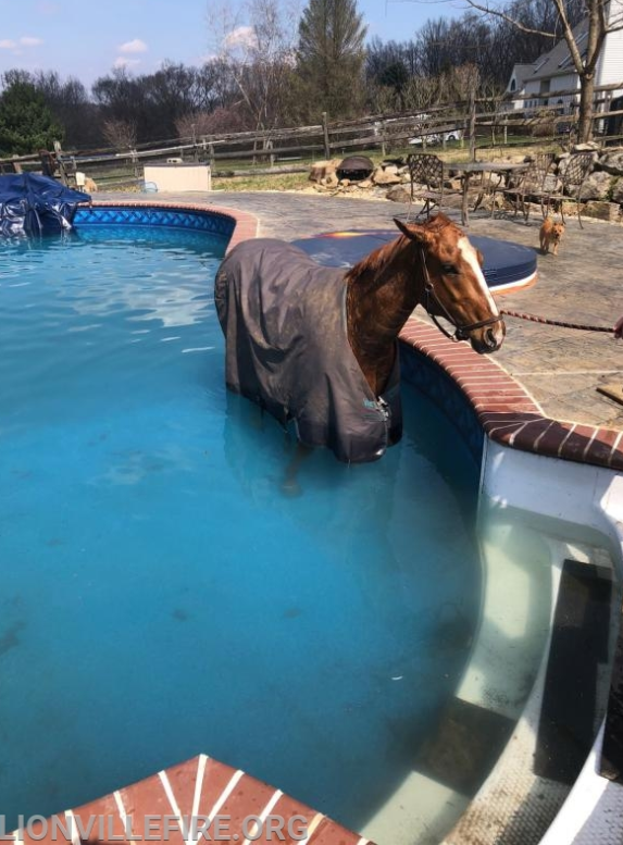 horse rescued from pool 