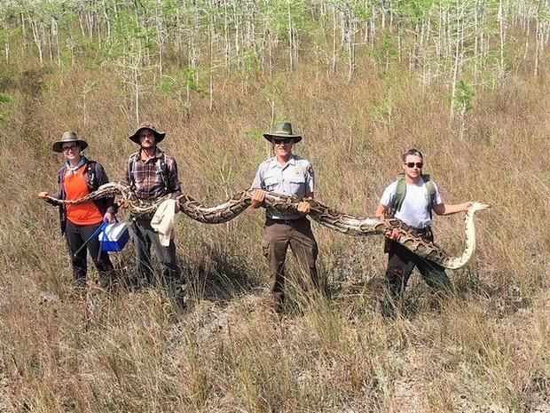 Burmese python 