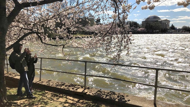 Tourists take photos among the cherry blossom trees along the Tidal Basin as thousands of people flock to see the annual blooms in Washington 