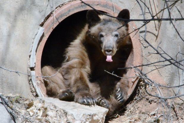 colo springs bear 4 (co parks and wildlife twitter) 