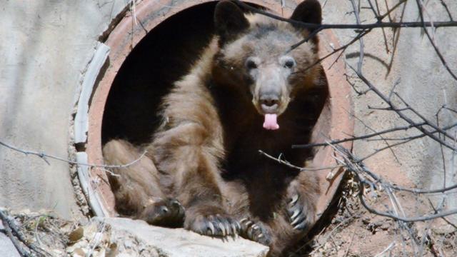 colo-springs-bear-4-co-parks-and-wildlife-twitter.jpg 