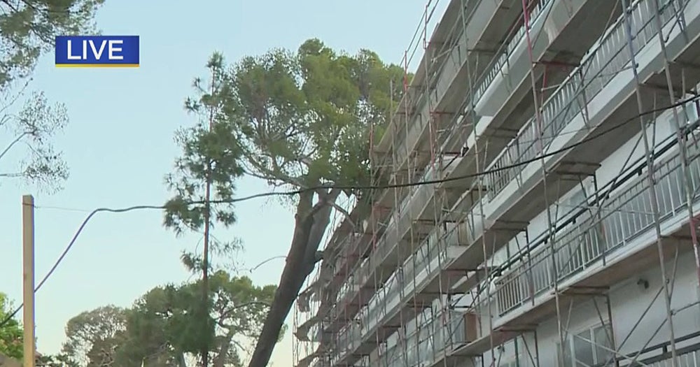 Whipping Winds Bring Down Trees, Cause Power Outages Across LA - CBS ...