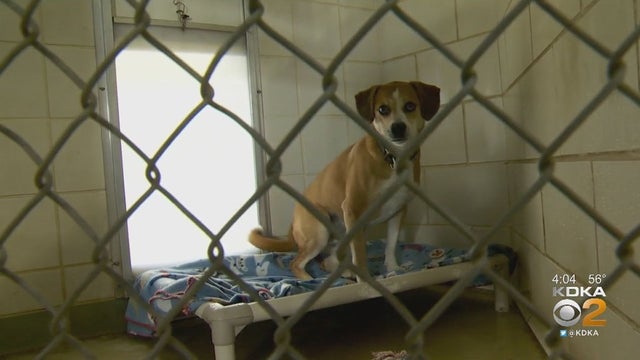 butler-conty-humane-society.jpg 