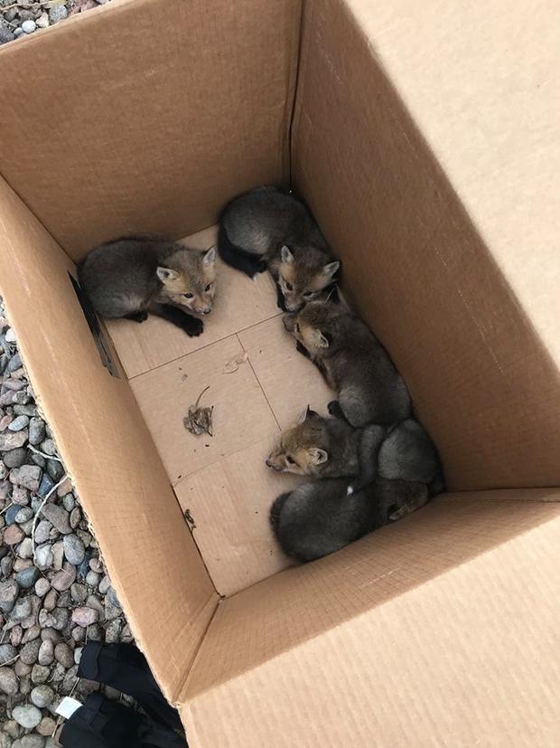 Broomfield Baby Foxes Rescued 3 (Broomfield Facebook) 