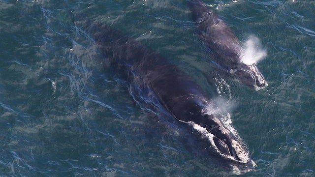 more-whale-calves.jpg 