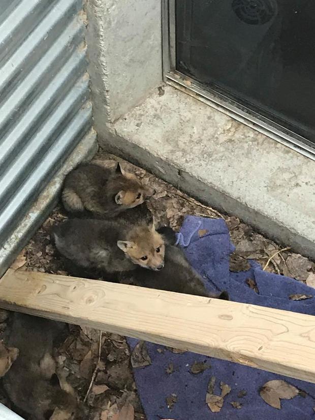 Broomfield Baby Foxes Rescued (Broomfield Facebook) 